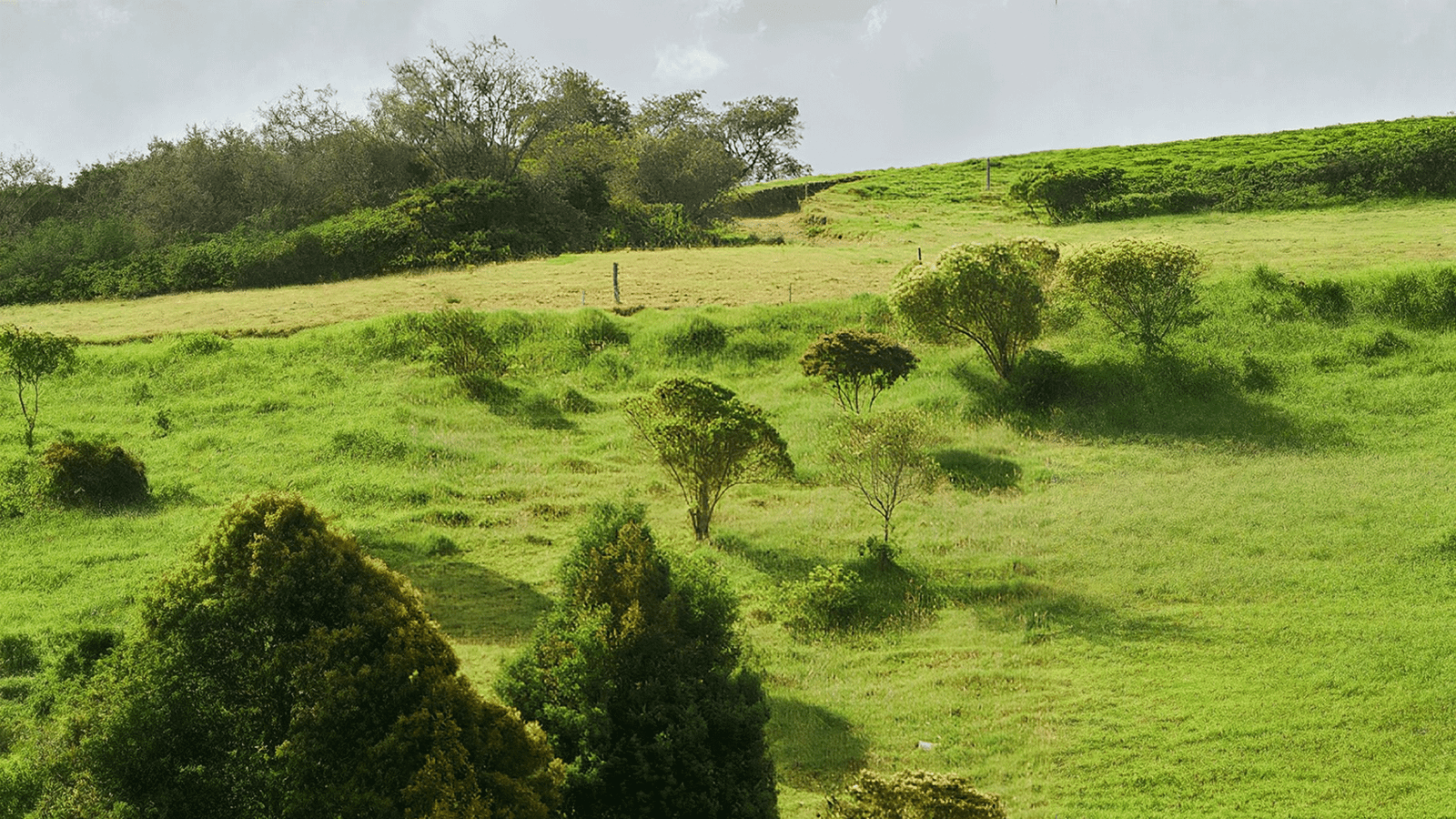 Entorno natural y área protegida del proyecto campestre en La Ceja