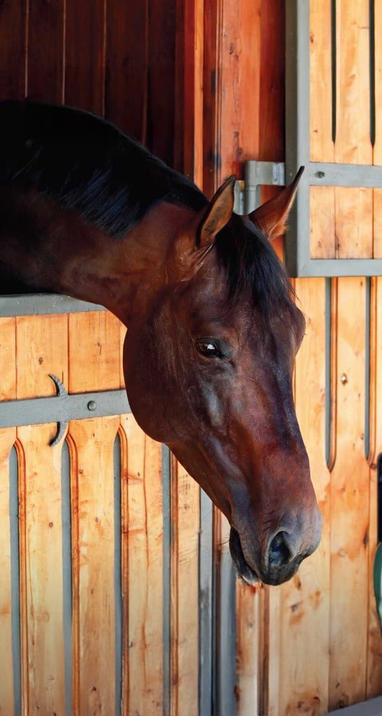 Caballo en caballeriza, proyecto campestre en La Ceja