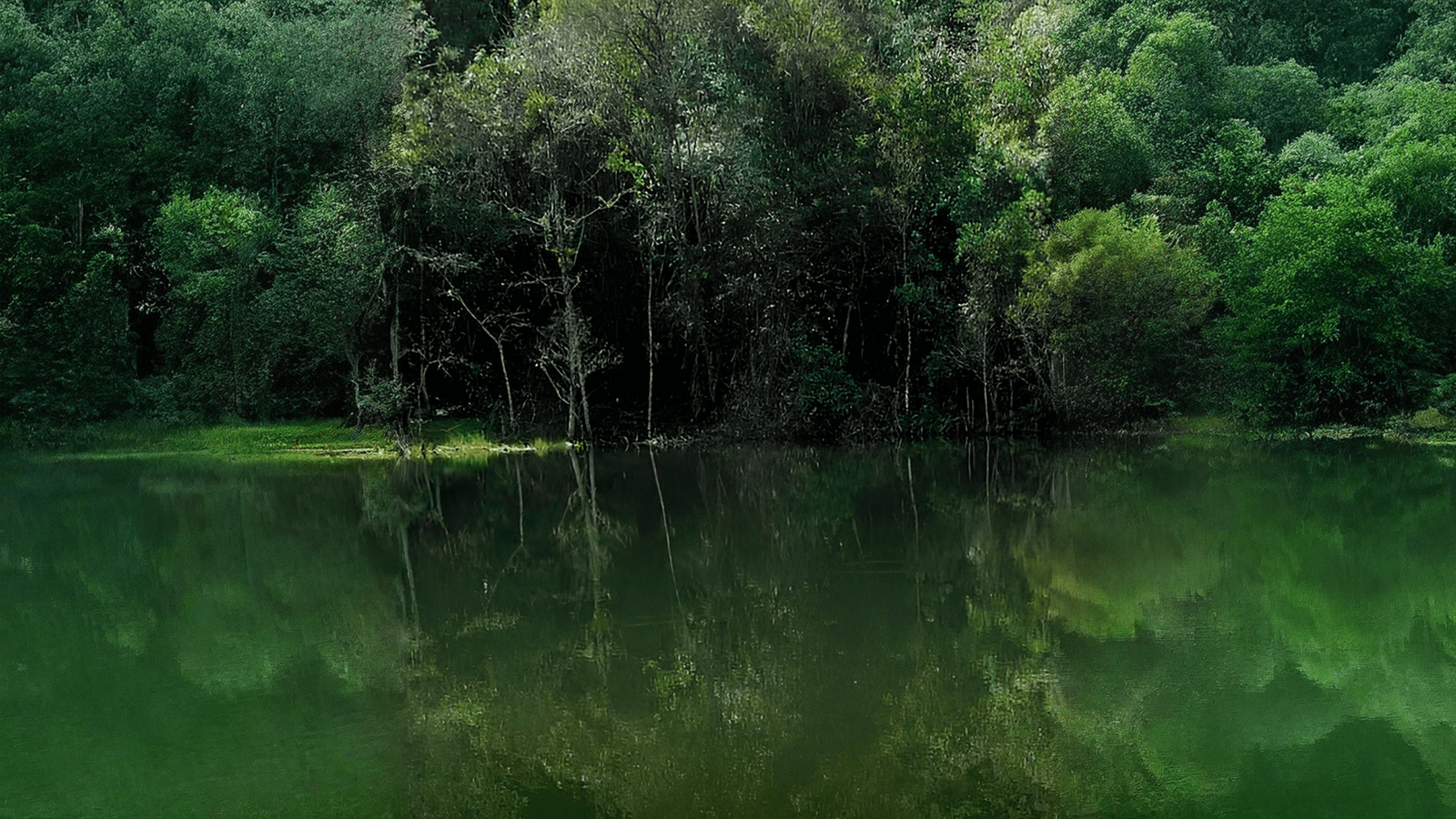 Lago rodeado de bosque en el entorno natural del proyecto en La Ceja