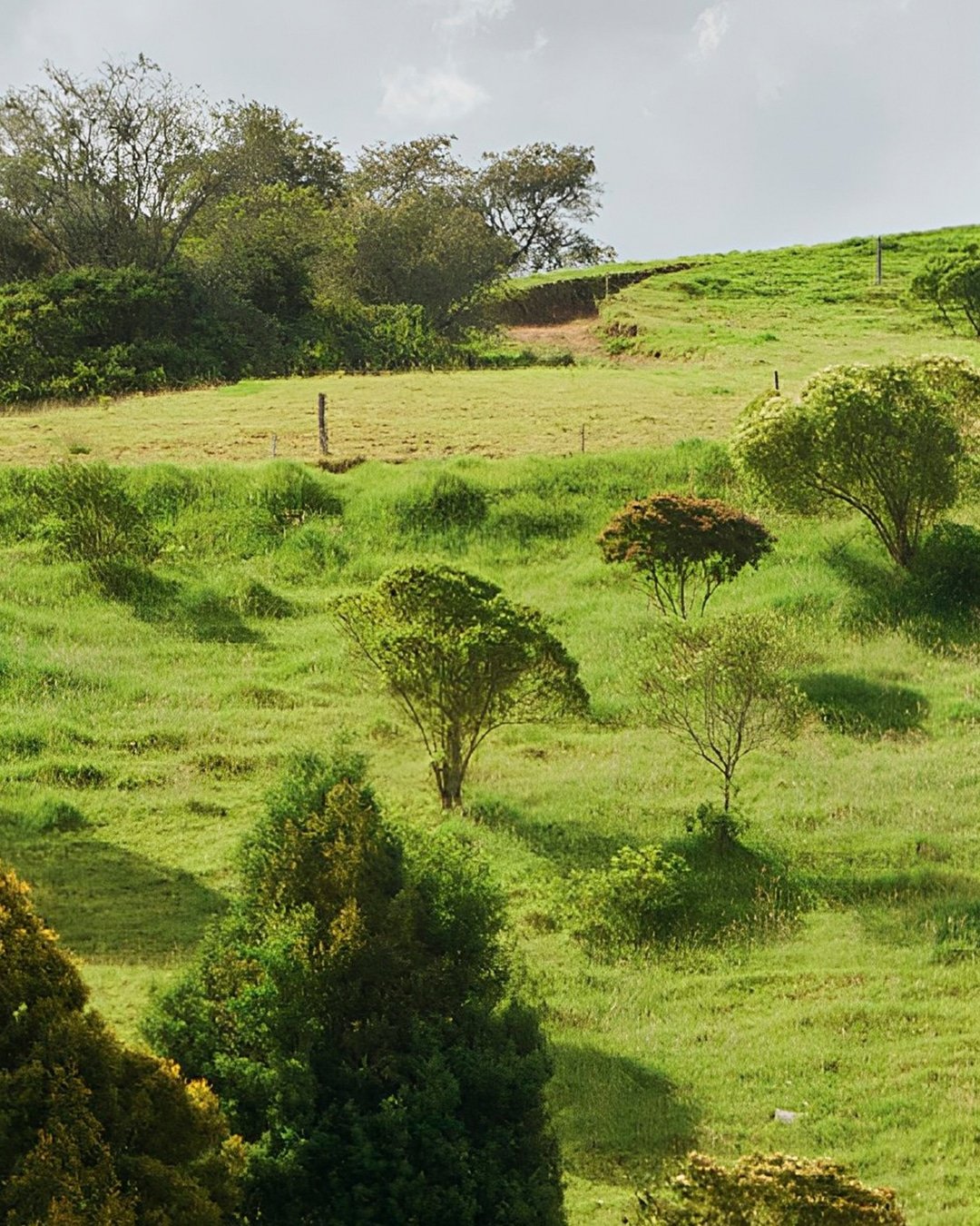 Naturaleza y preservación ambiental en proyecto campestre en La Ceja