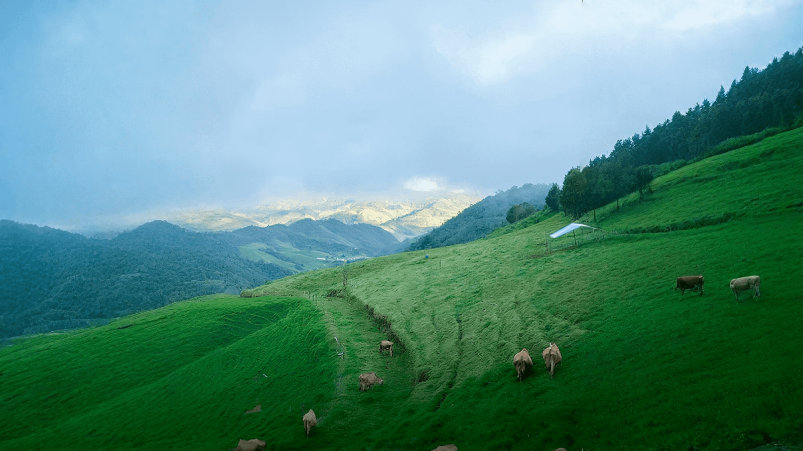 Vista panorámica del paisaje natural del proyecto campestre en La Ceja